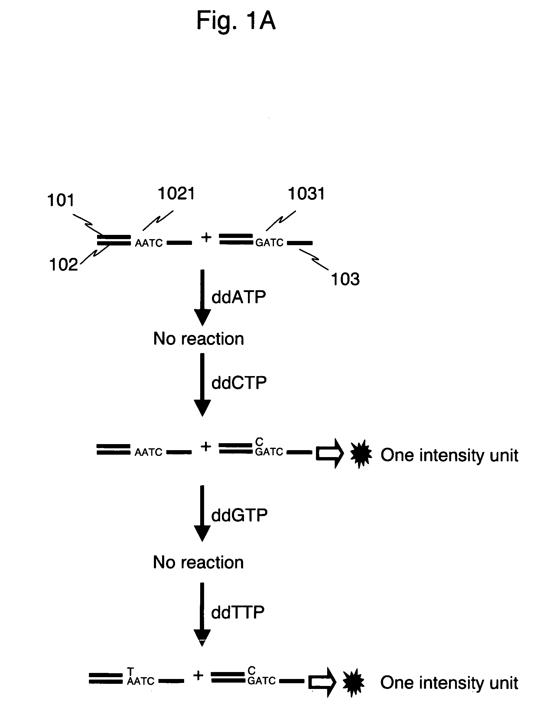 Multiplex SNP typing by bioluminometric assay coupled with terminator incorporation