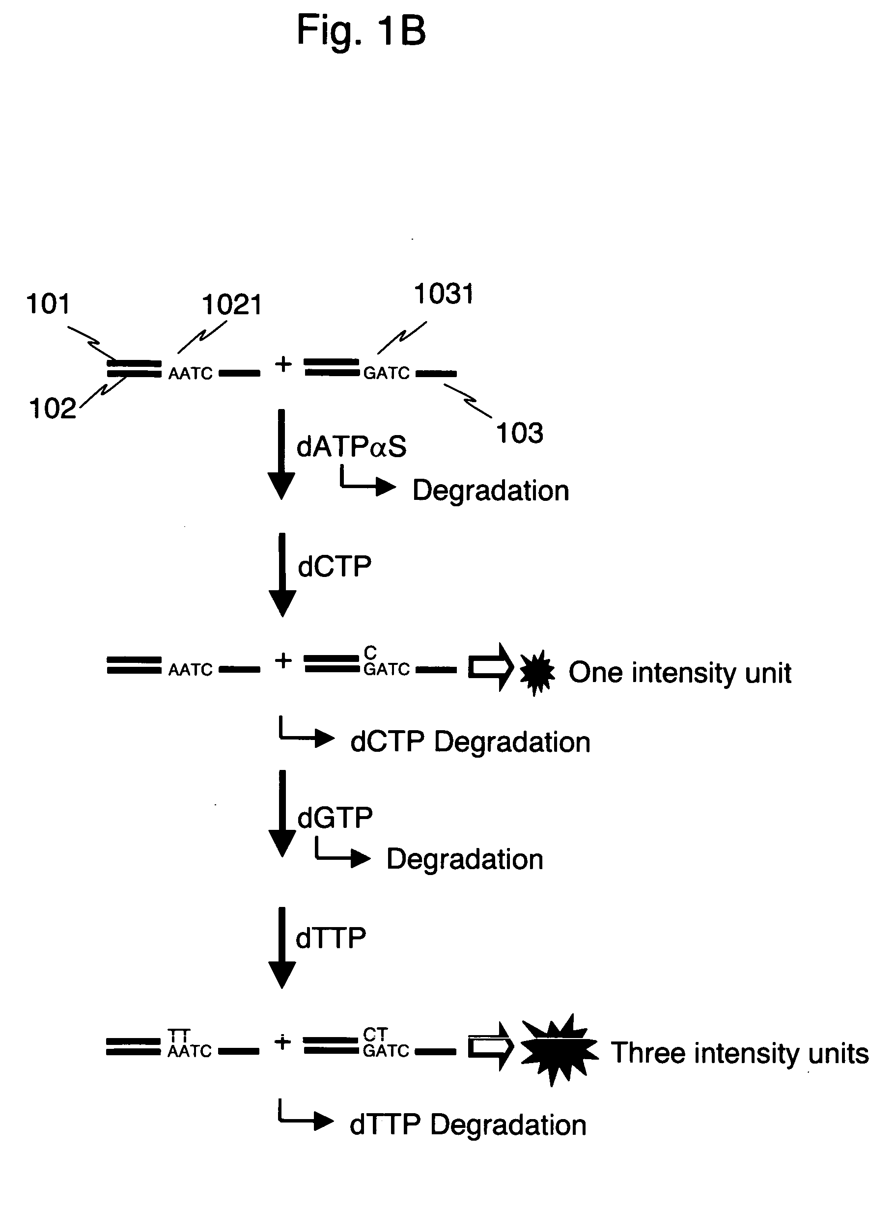 Multiplex SNP typing by bioluminometric assay coupled with terminator incorporation