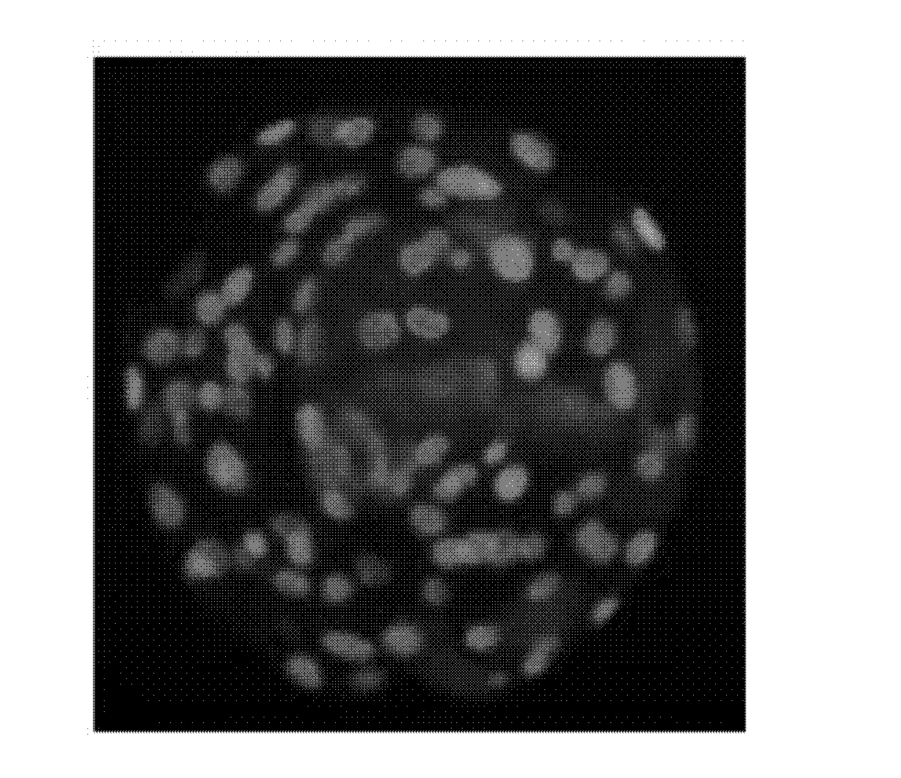 Differential staining method for inner cell mass cells and trophoblastic cells of cattle blastulae