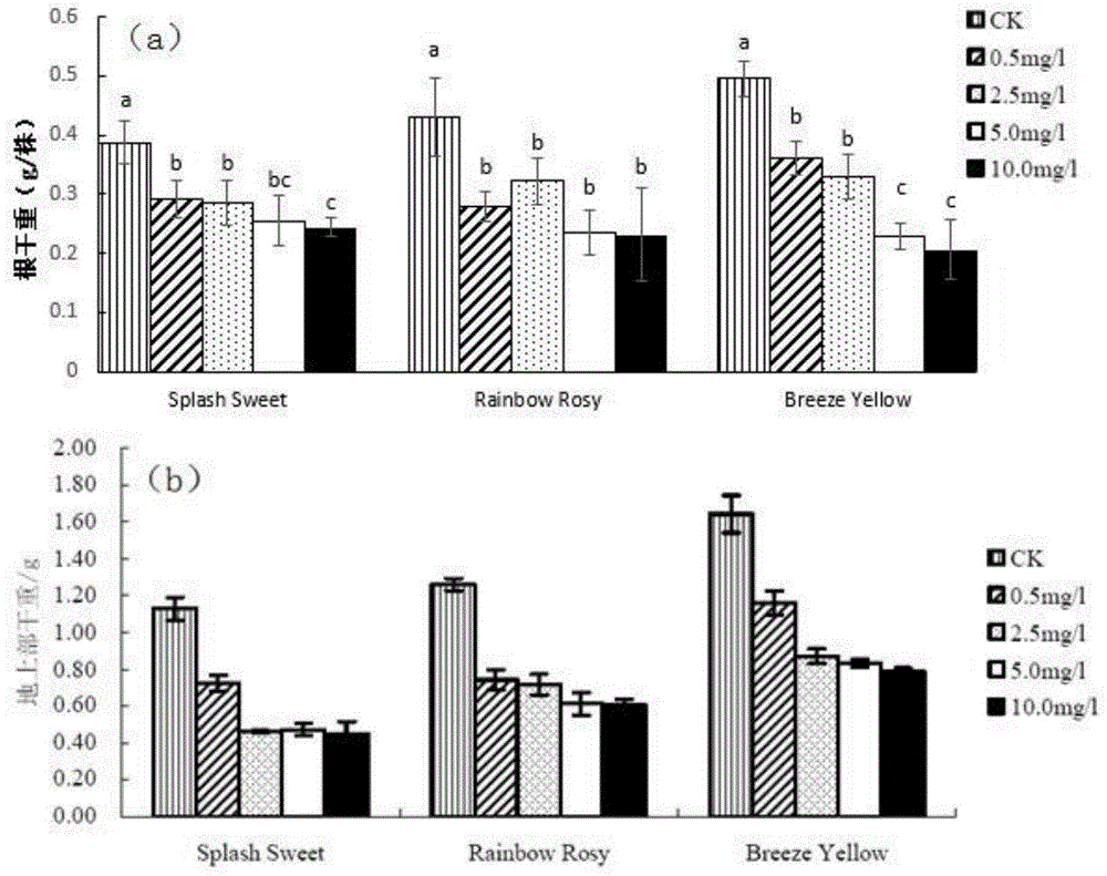 Method for appraising cadmium tolerance of chrysanthemums