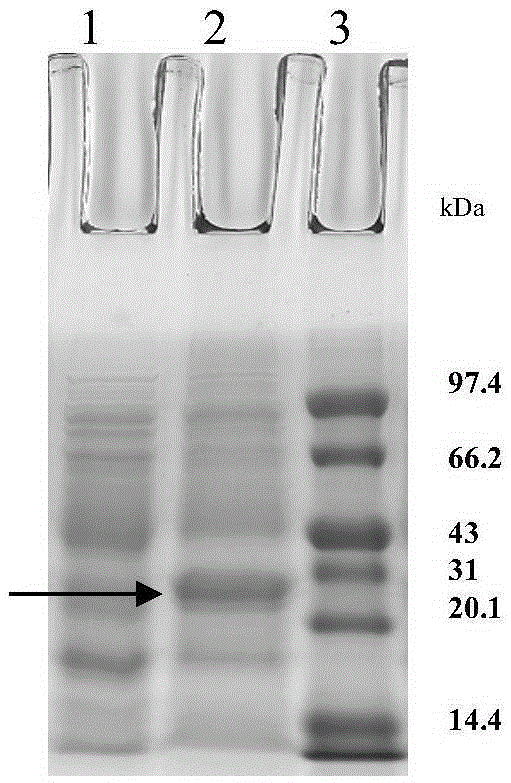 mouse anti-human znf580 monoclonal antibody