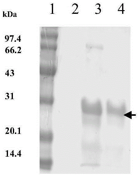 mouse anti-human znf580 monoclonal antibody