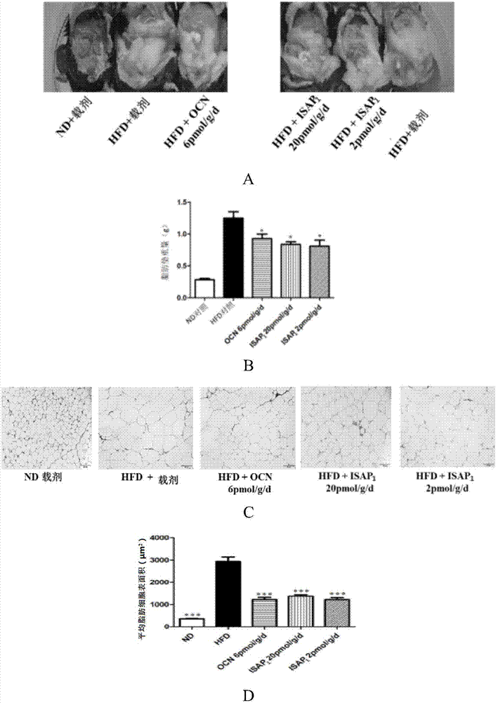 Polypeptide capable of regulating energy metabolism and application of polypeptide