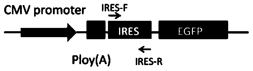 A method for terminating lncRNA biallelic transcription