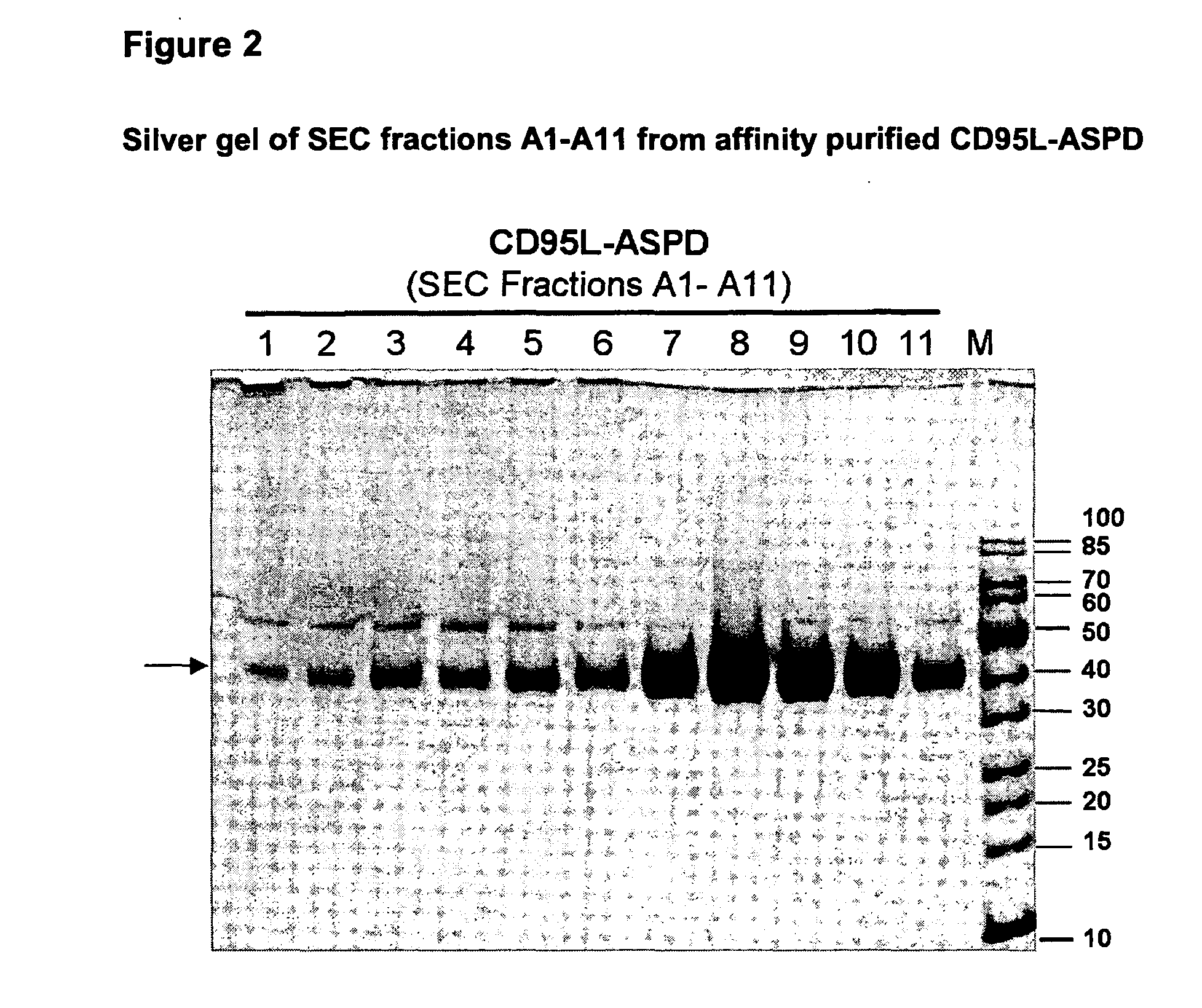 TNF superfamily collectin fusion proteins