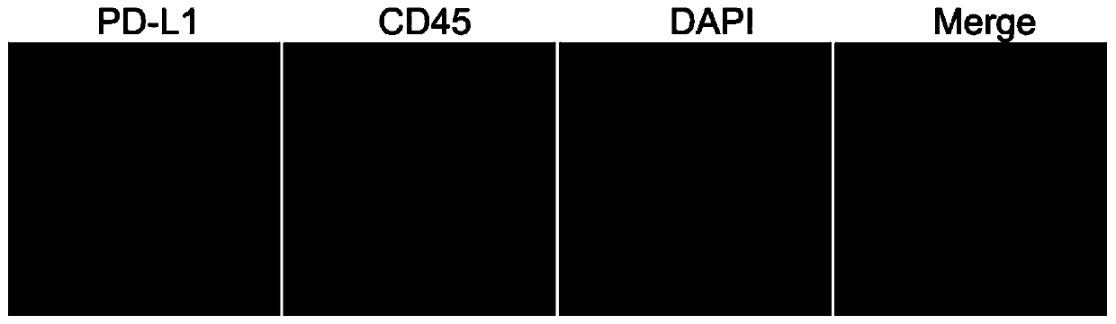 Immunofluorescence kit for detecting PD-L1 and CD8 antigens and application method