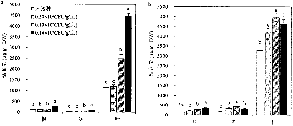 Enterobacterium-polygonum hydropiper combined method used for restoration of manganese polluted soil