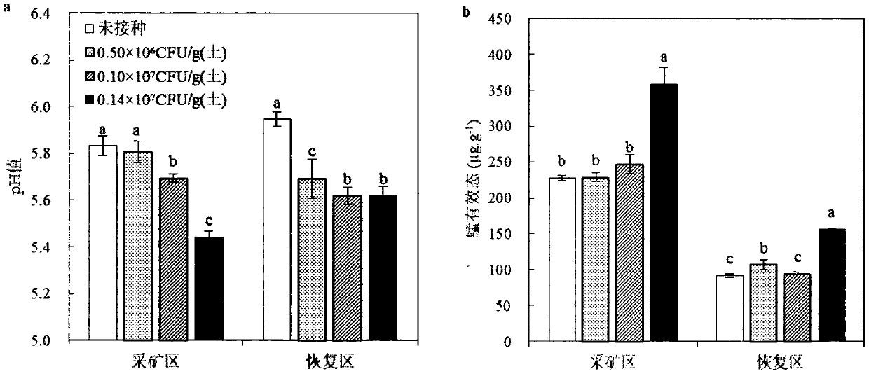 Enterobacterium-polygonum hydropiper combined method used for restoration of manganese polluted soil