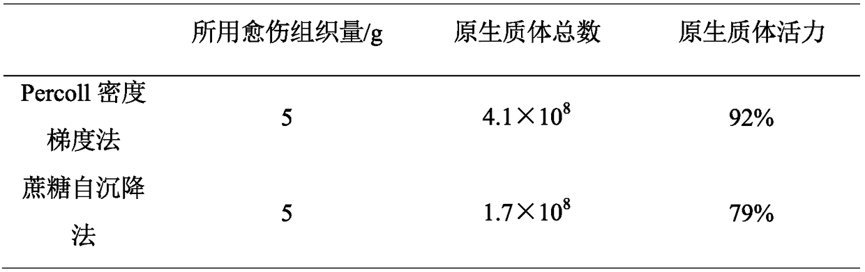 Method for separating and purifying protoplast of rice