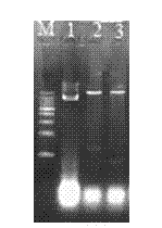 Cloning of mulberry resveratrol synthase gene and construction of plant expression vector