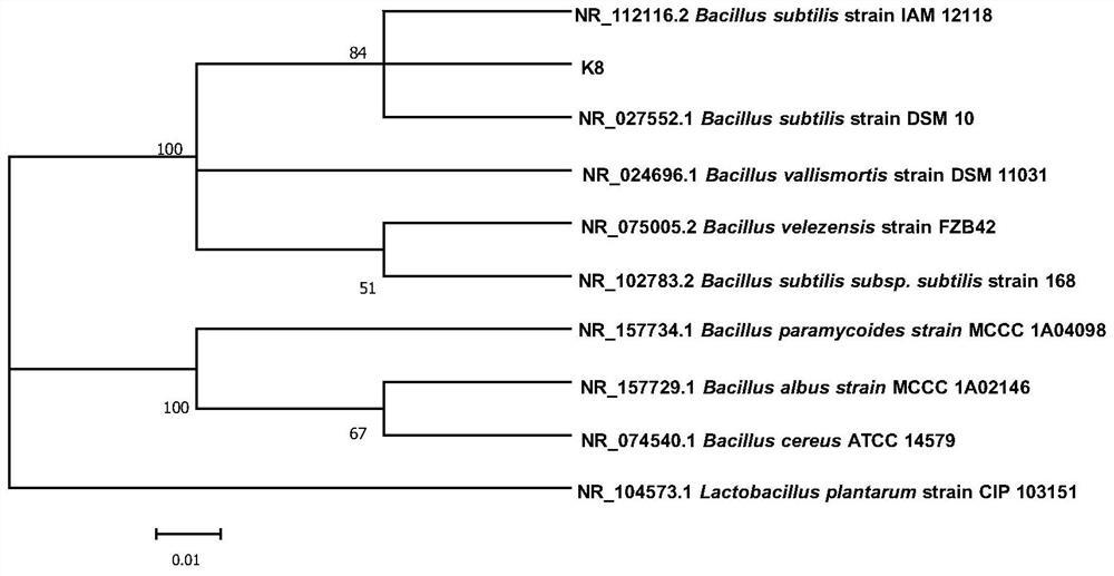 A Simultaneous Nitrification and Denitrification Bacillus subtilis k8 and Its Application