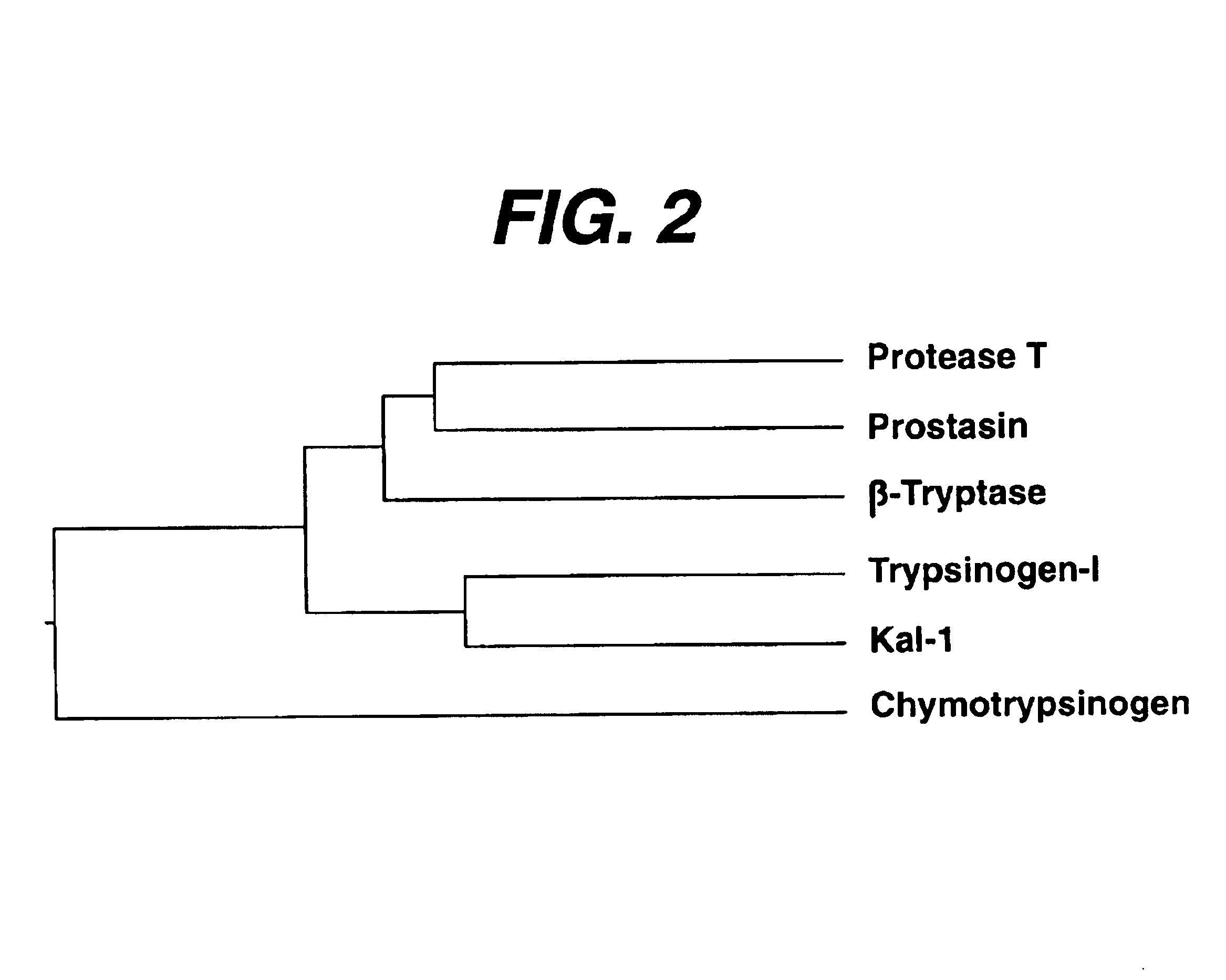 DNA encoding the human serine protease T