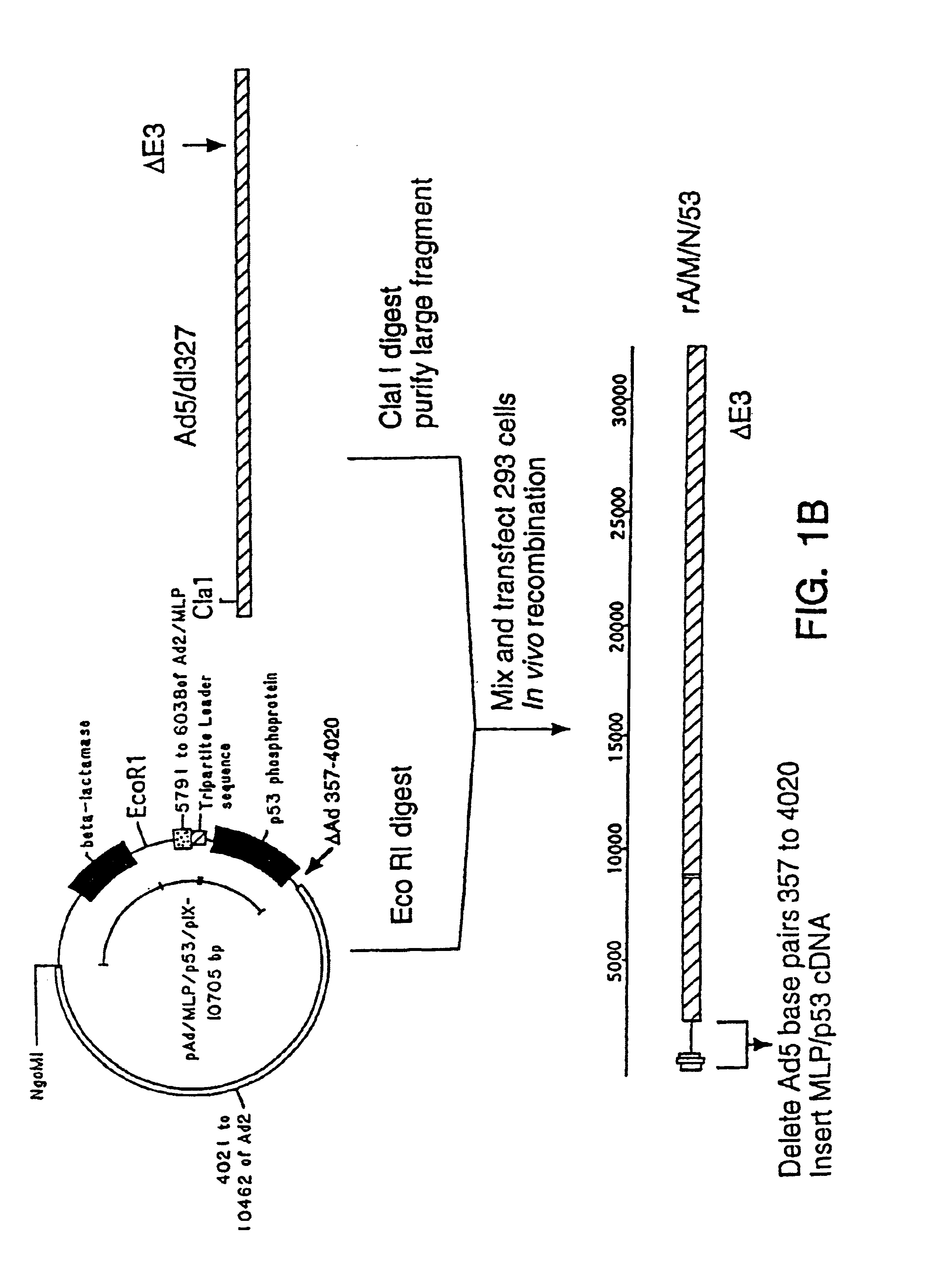 Recombinant adenoviral vector and method of use