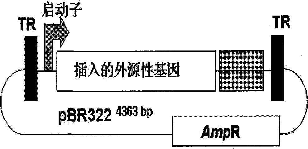 LMP-1 recombinant gland related viral vectors as well as construction method and uses thereof