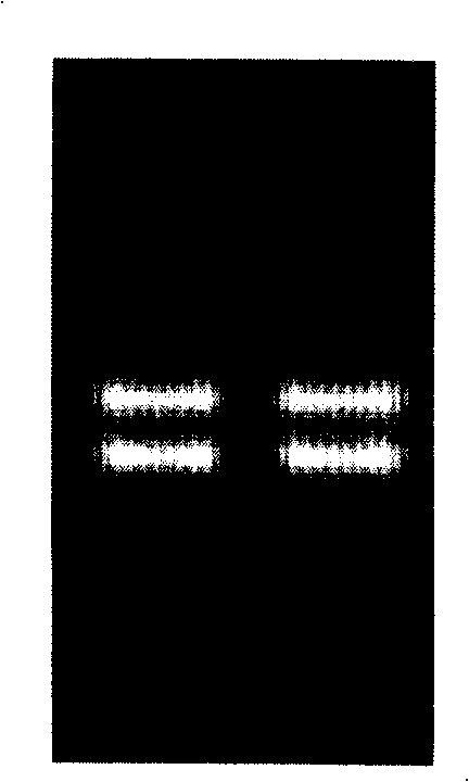 Method for extracting RNA in gymnosperm tissue