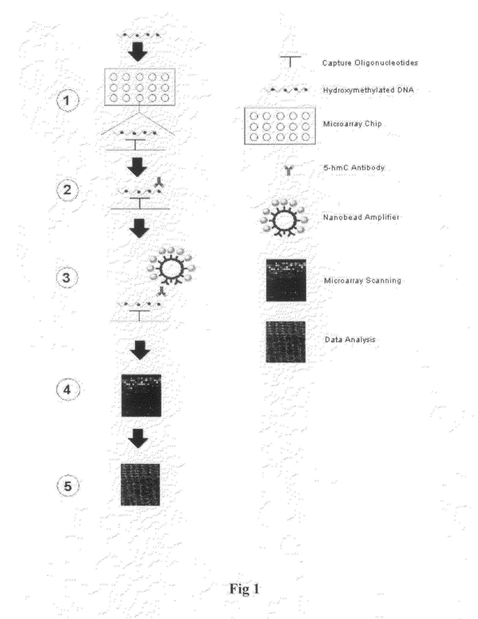 High throughput detection of gene-specific hydroxymethylation