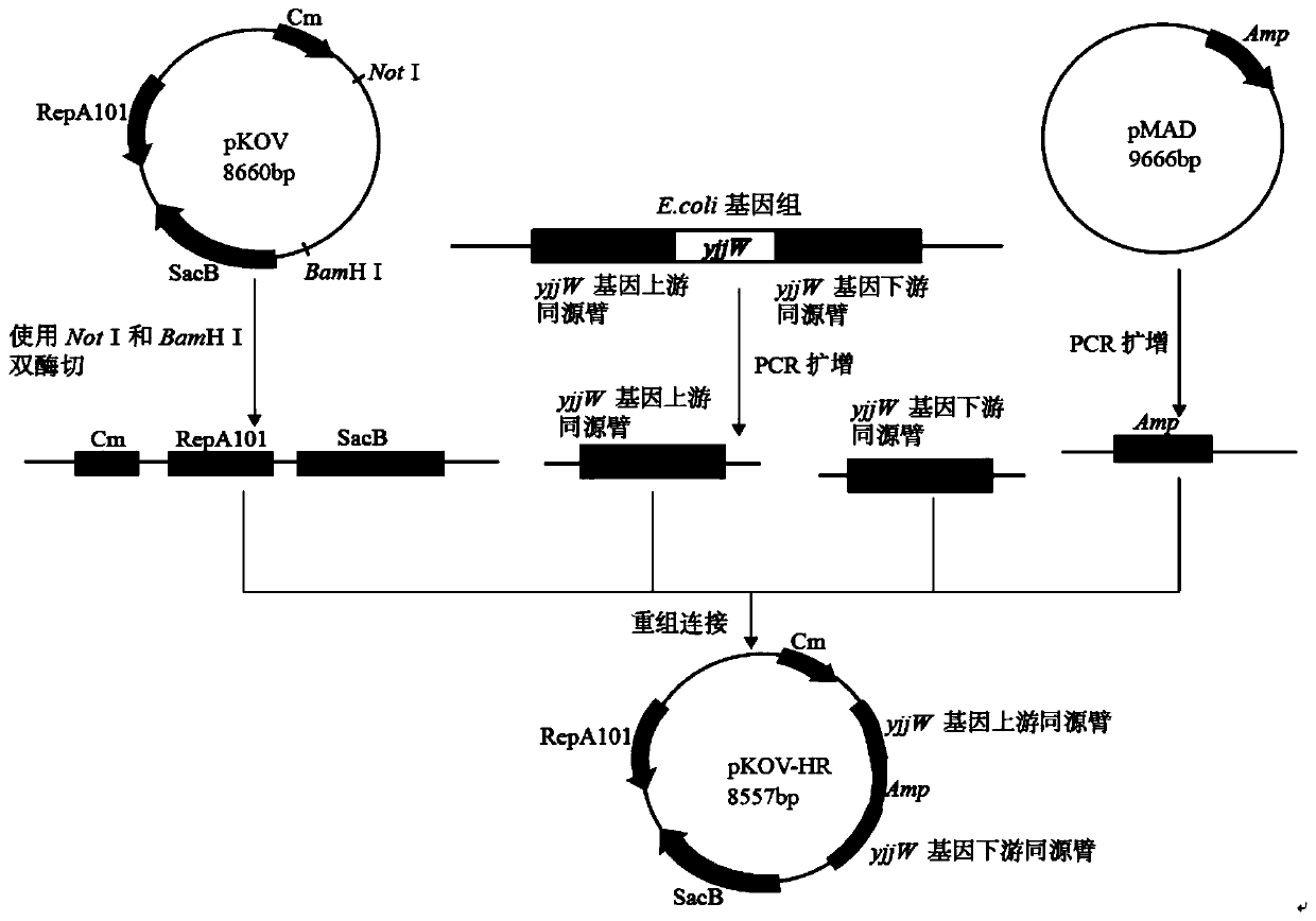 CRISPR technology-based method for site-directed mutation of E. coli genes