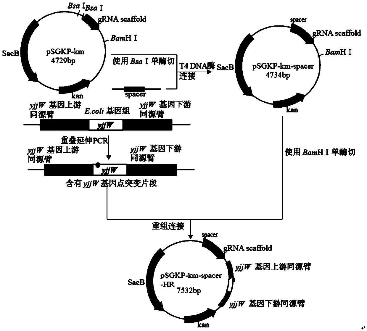 CRISPR technology-based method for site-directed mutation of E. coli genes