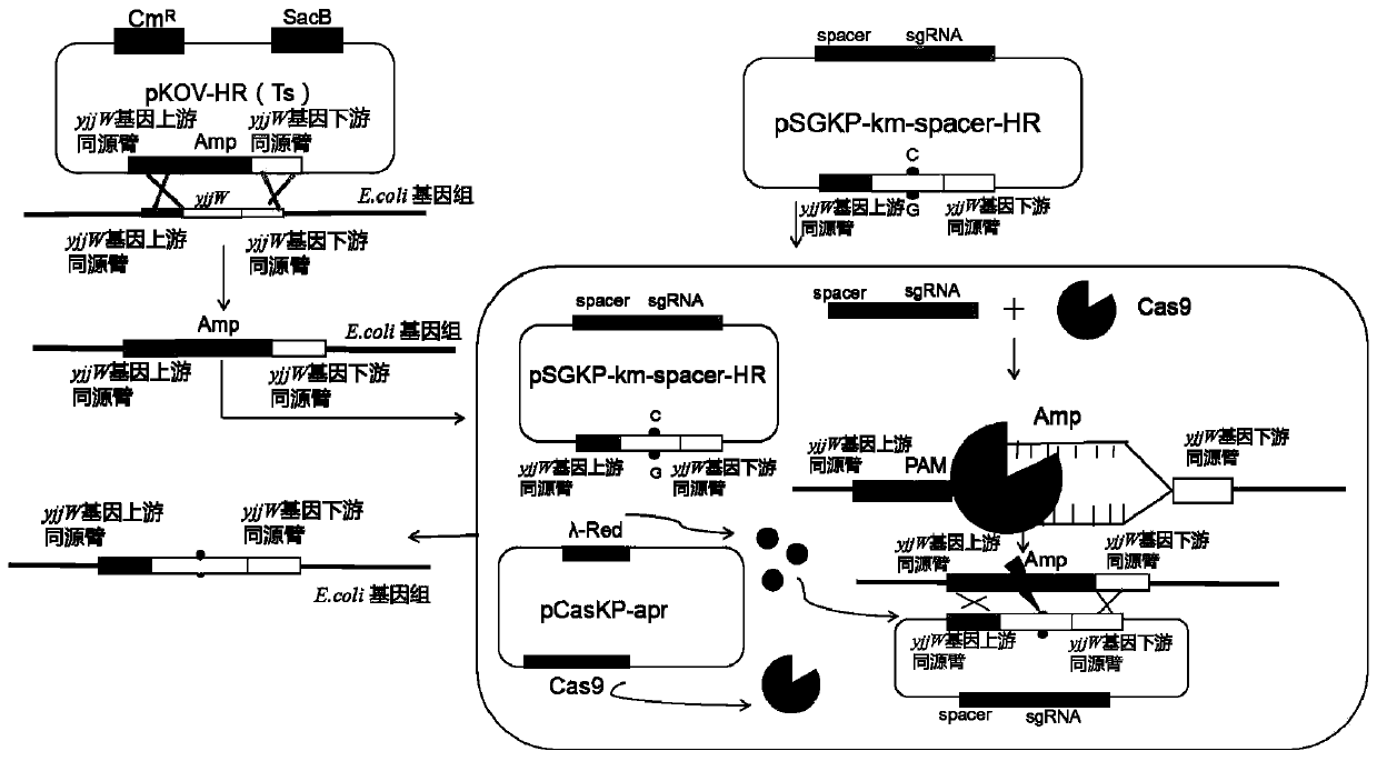 CRISPR technology-based method for site-directed mutation of E. coli genes