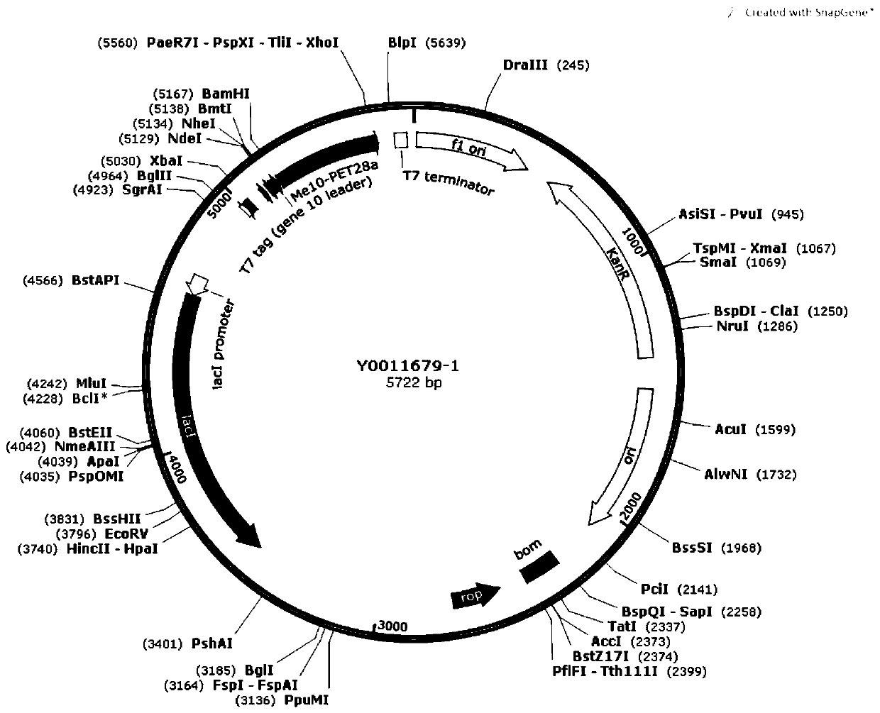 Recombinant vector and expression method of potato aphid effect protein Me10 gene