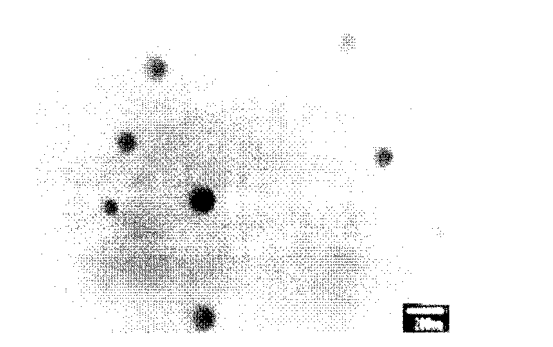 Intraocular nano particle freeze-dried powders and preparation method thereof