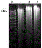 Marine actinomycete genome library and construction method thereof