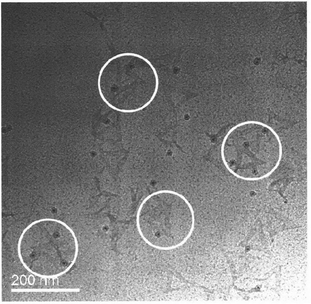 Super-resolution microscopic scale based on quantum dot and DNA origami nano co-assembly structure