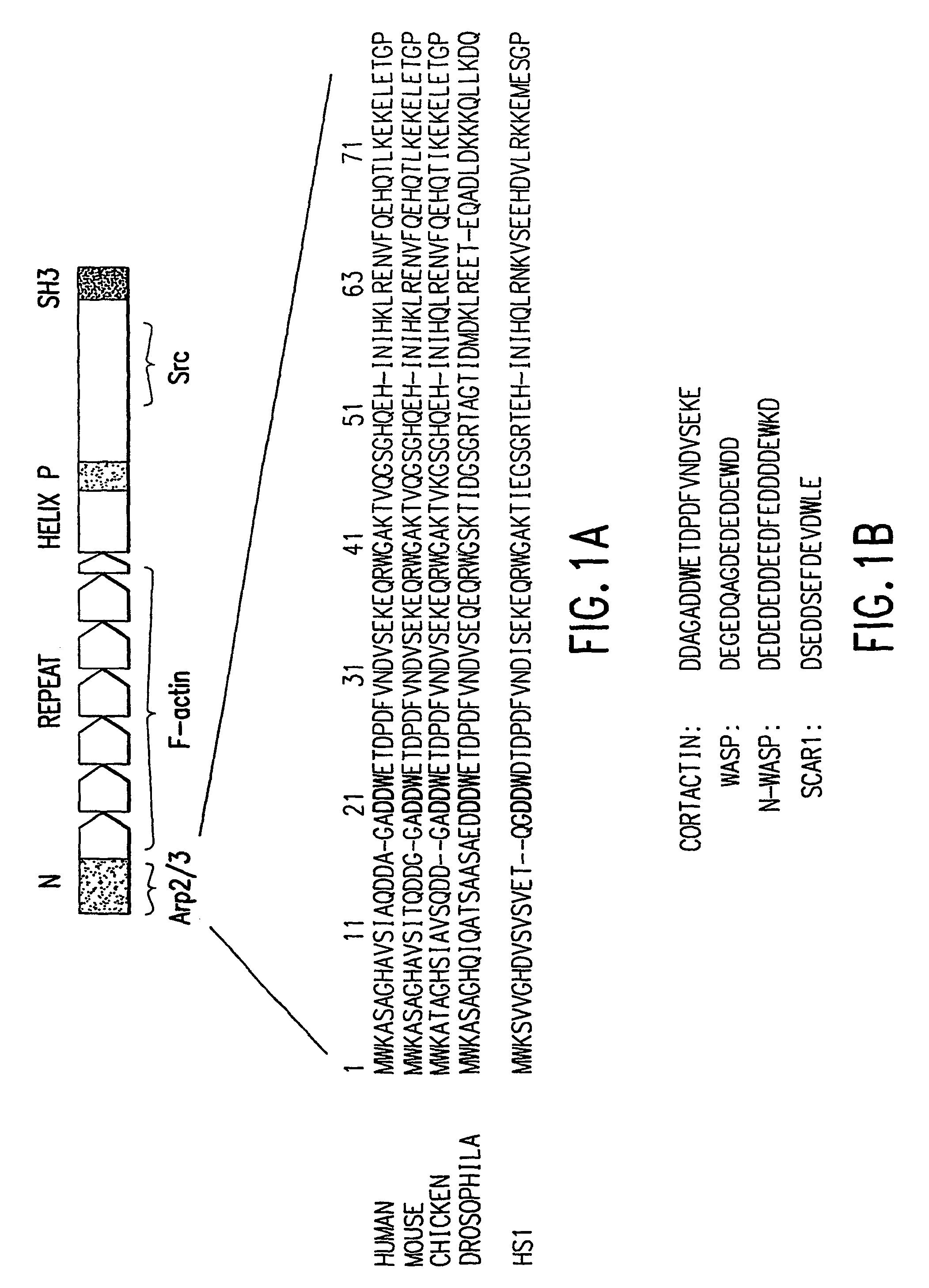 Modulators of the interaction between Arp2/3 and cortactin or HS-1