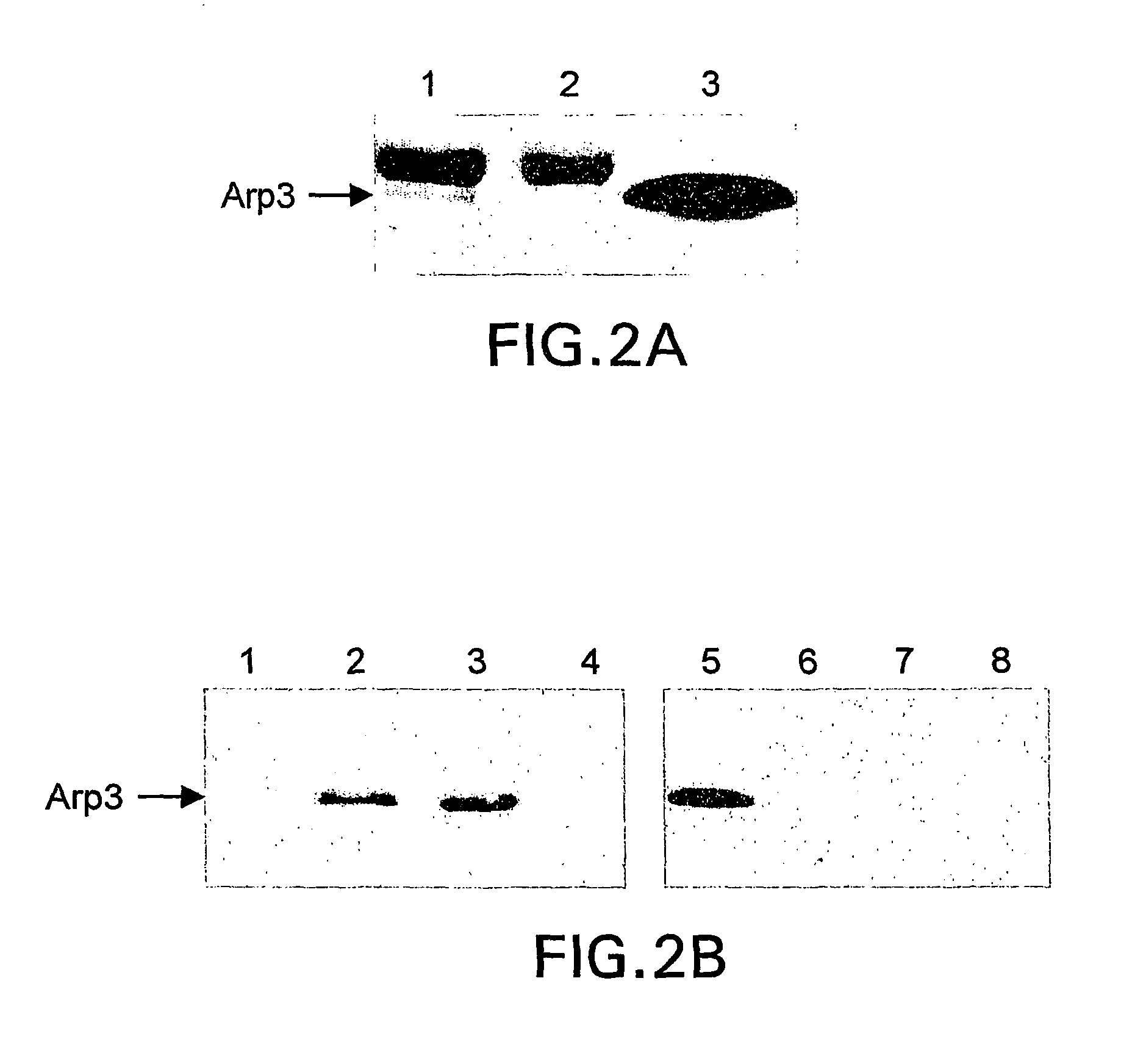 Modulators of the interaction between Arp2/3 and cortactin or HS-1