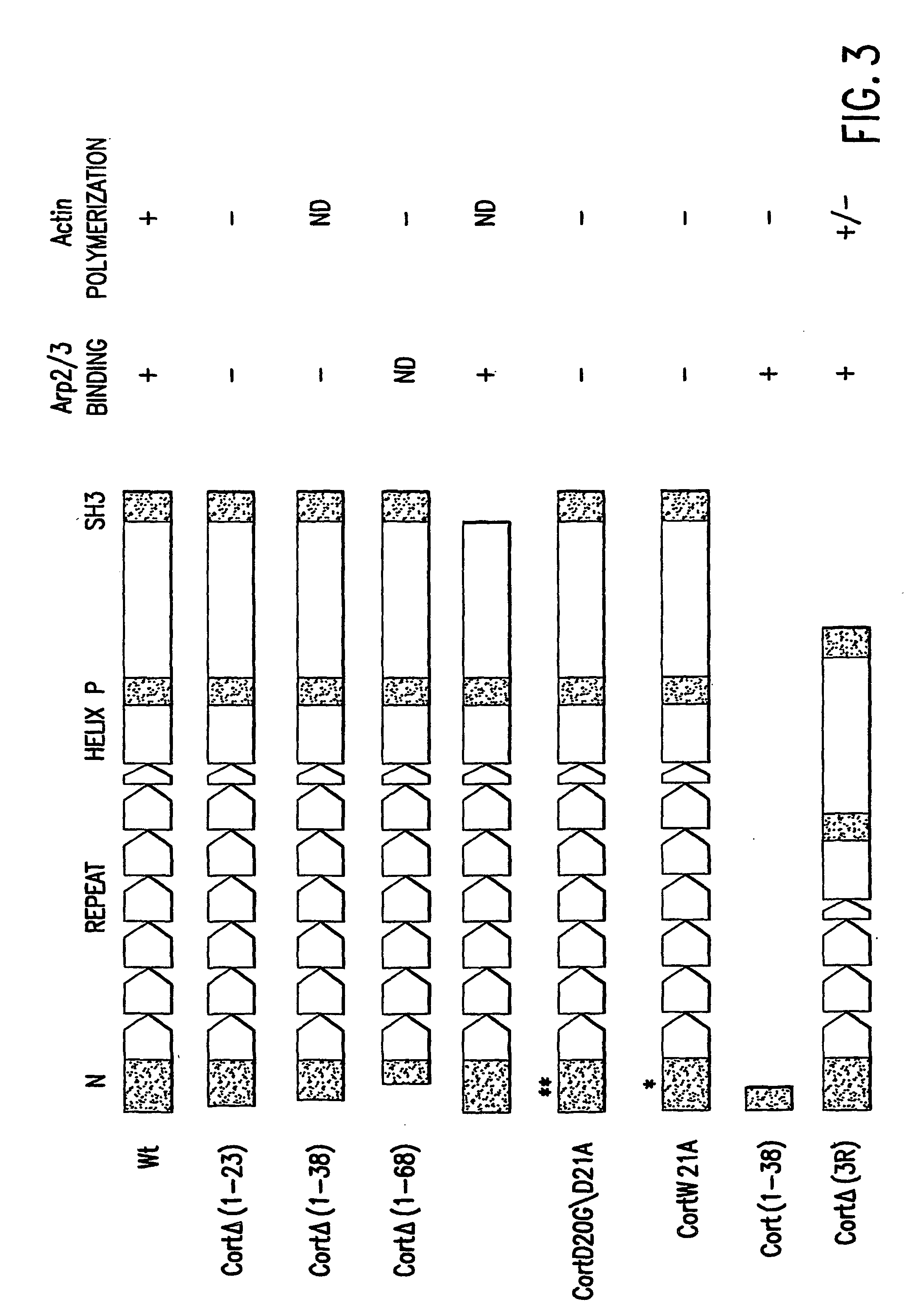 Modulators of the interaction between Arp2/3 and cortactin or HS-1