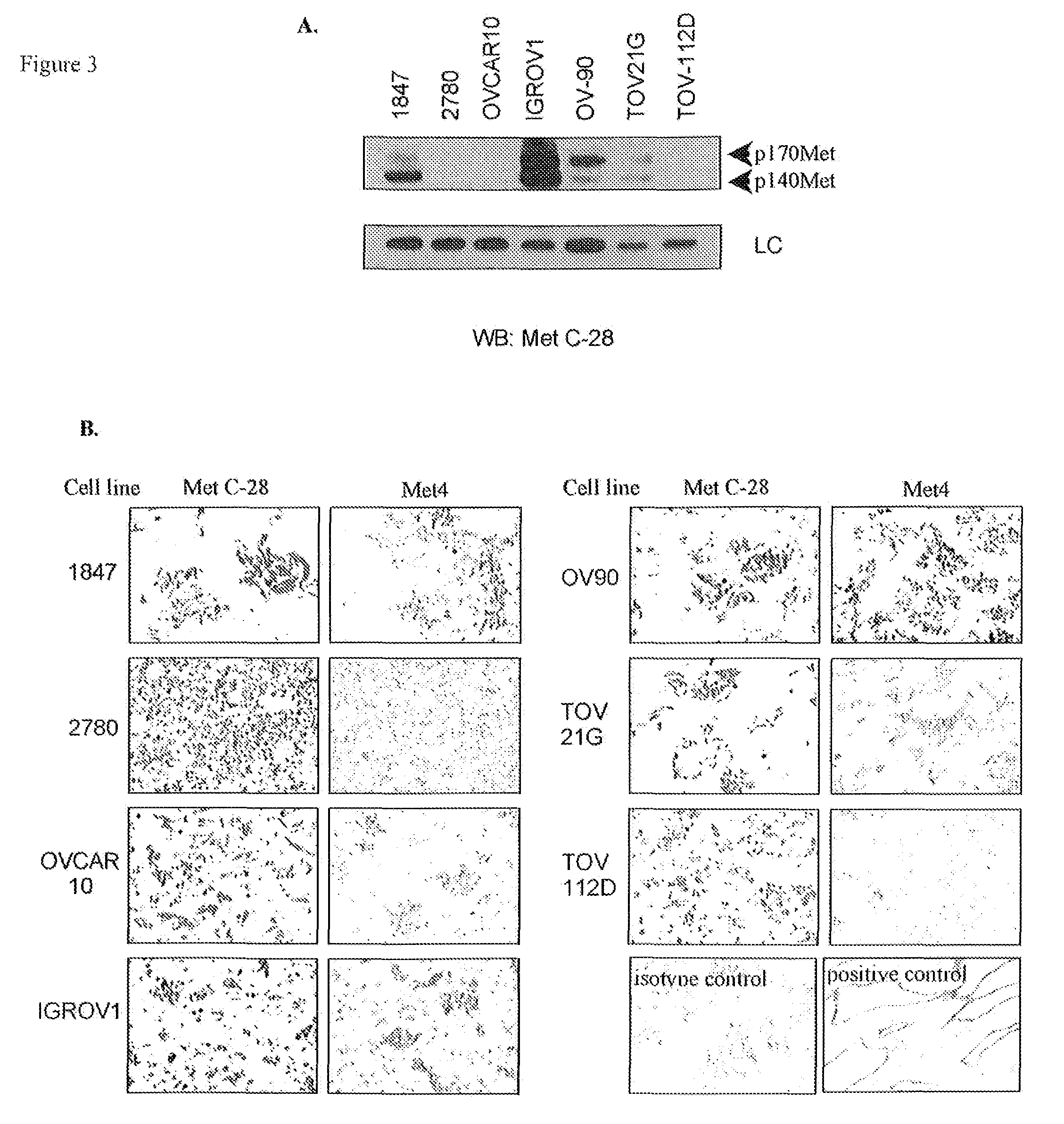 Monoclonal antibody which binds cMet (HGFR) in formalin-fixed and paraffin-embedded tissues and related methods