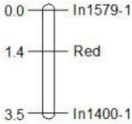 Molecular markers of pear peel all-red bud mutation trait locus, primers and application thereof