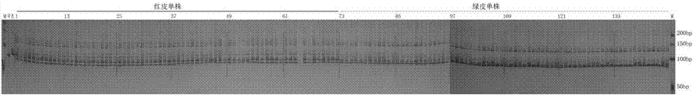 Molecular markers of pear peel all-red bud mutation trait locus, primers and application thereof