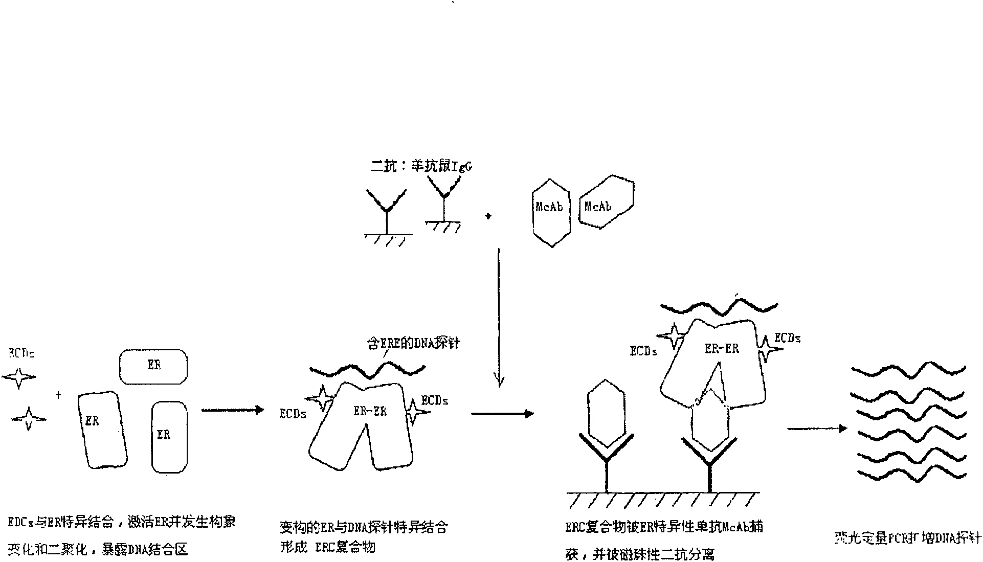 PCR quantitative detection method and reagent kit based on ERalpha activation effect environment incretion interferent