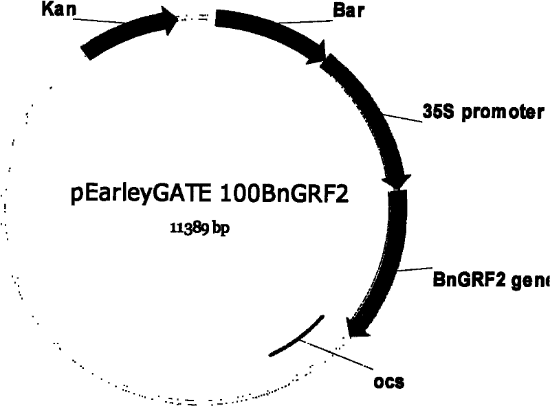 Rape growth regulator gene grf2 and its application