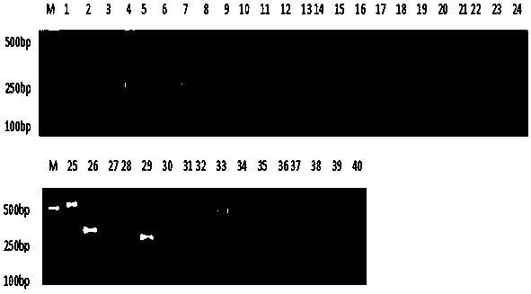 Broccoli SSR (simple sequence repeat) primer based on transcriptome sequencing and development