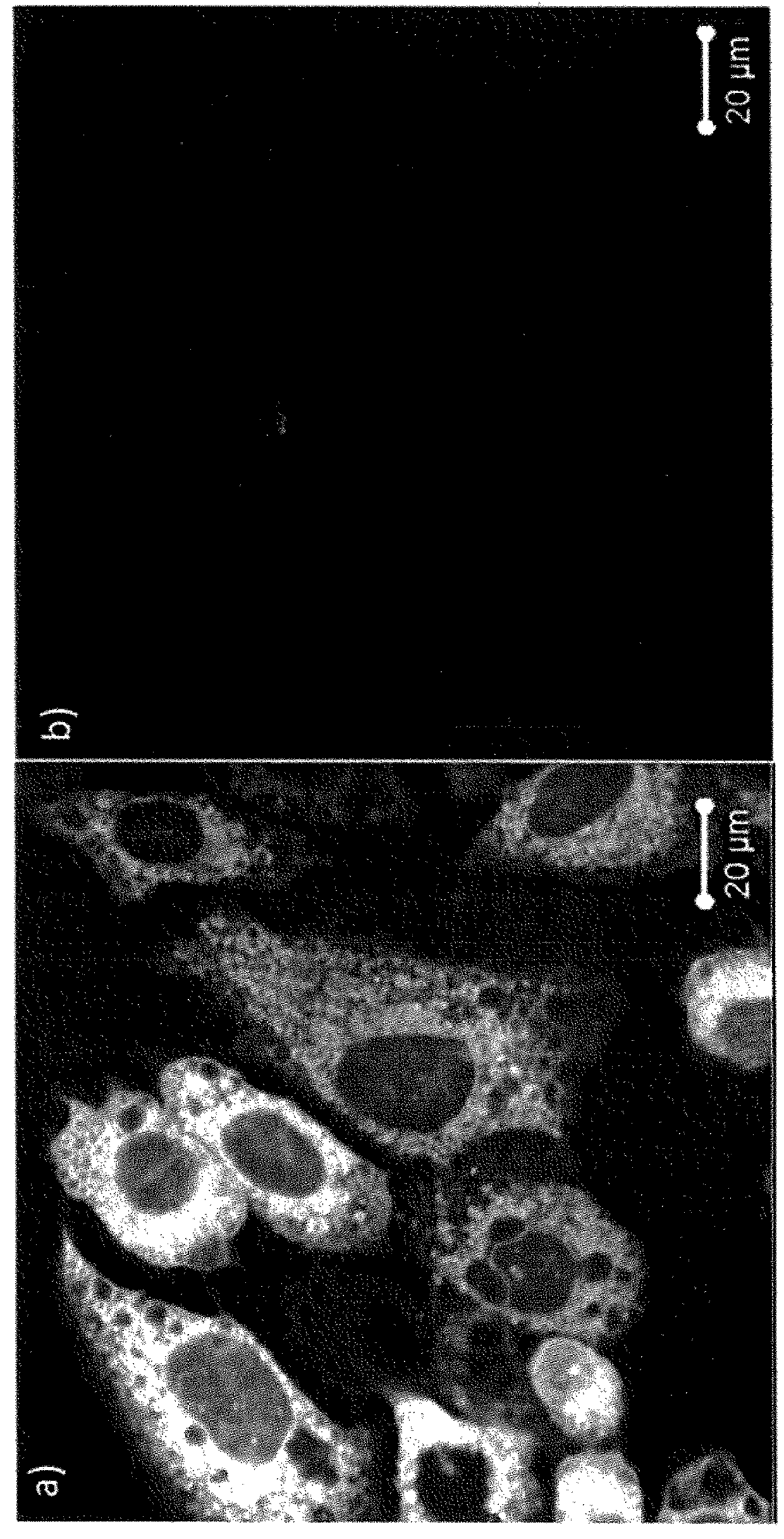 Ligands for integrin avß6, synthesis and uses thereof