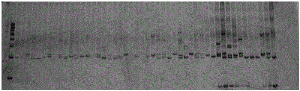 Major quantitative trait locus for controlling fiber fineness of ramie, method and application thereof