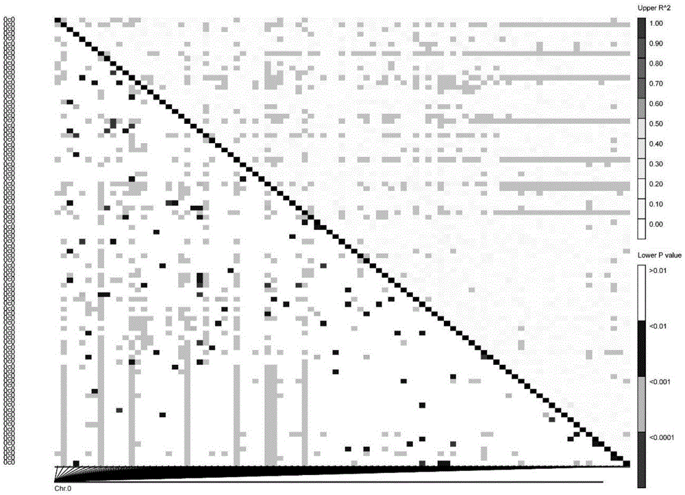 Major quantitative trait locus for controlling fiber fineness of ramie, method and application thereof