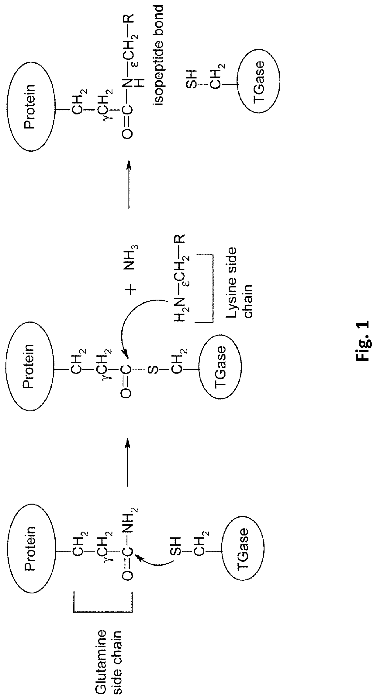 Monoclonal antibody specific for gamma-glutamyl-l-epsilon-lysine for the monitoring of apoptosis