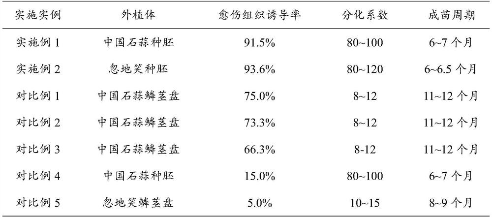 Tissue culture medium for lycoris, callus culture method and method for establishing lycoris regeneration system