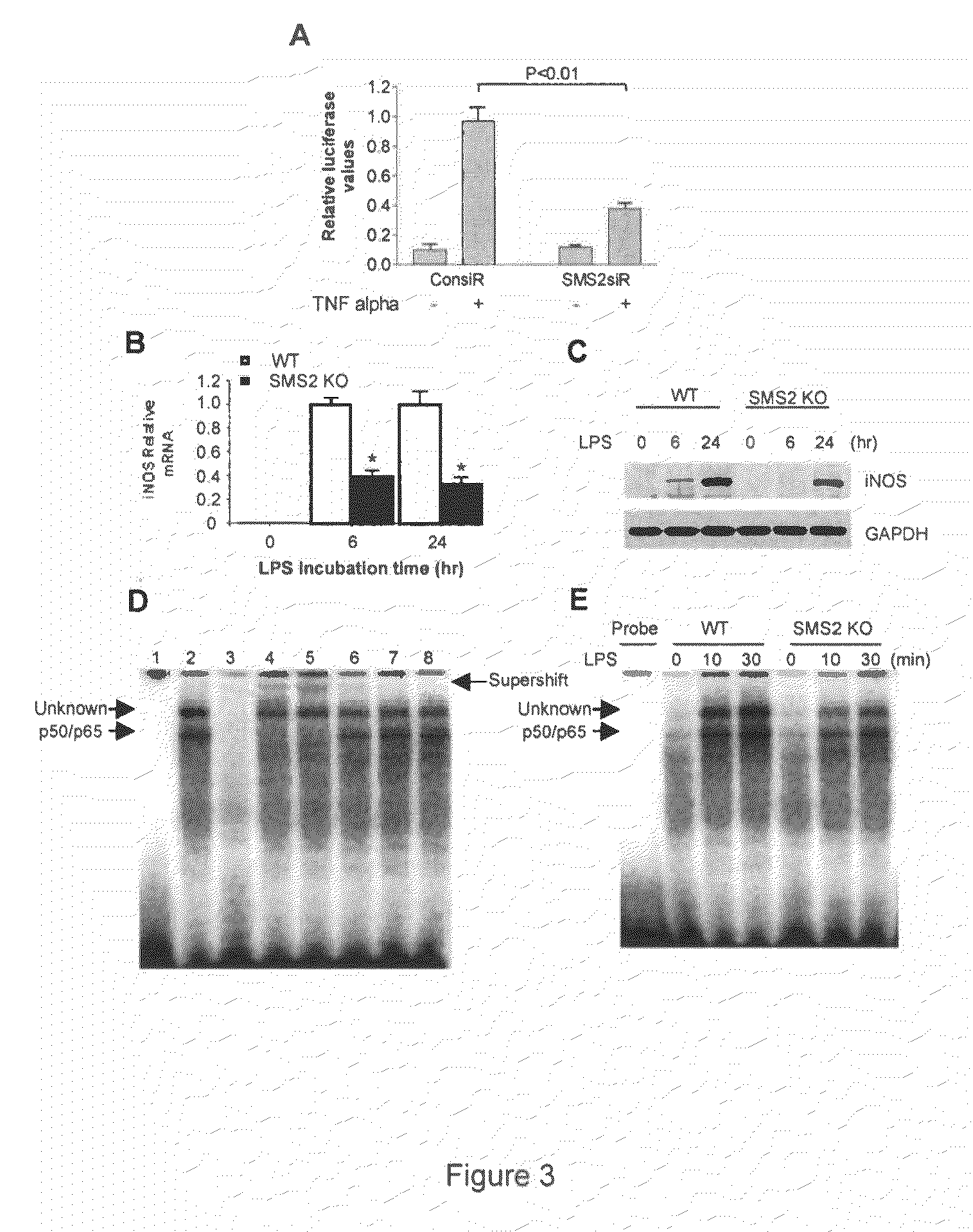 SPHINGOMYELIN SYNTHASE 2 (SMS2) DEFICIENCY ATTENUATES NFkB ACTIVATION, A POTENTIAL ANTI-ATHEROGENIC PROPERTY