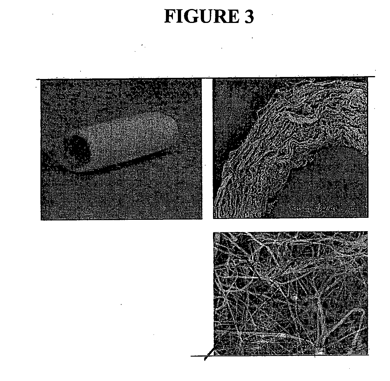 Electrospun cell matrices