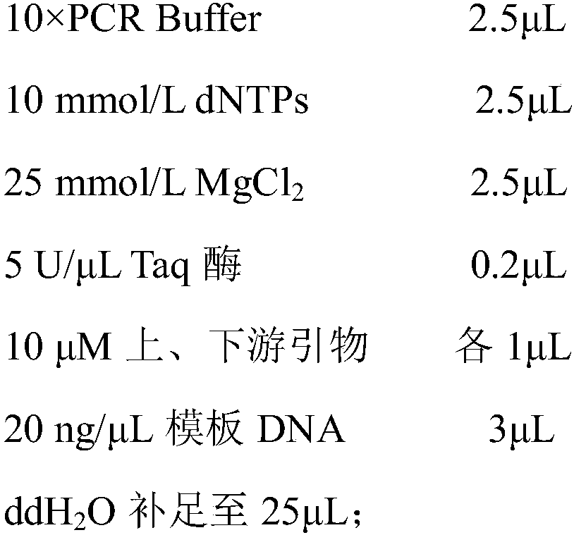 Characteristic sequence, primers and identification method of Carya illinoinensis varieties Nacono and Sumner