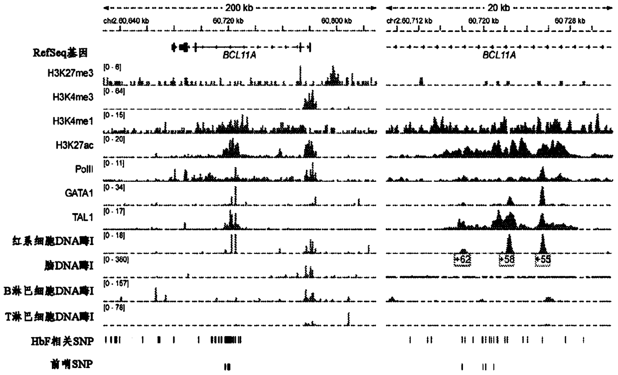 Targeting Bcl11a distal regulatory elements for fetal hemoglobin reinduction