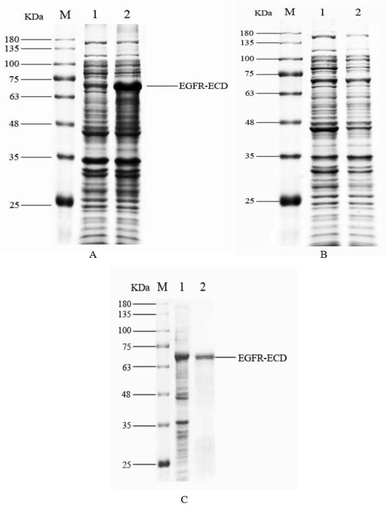 Polypeptide that specifically binds to EGFR and inhibits EGF to promote tumor cell proliferation