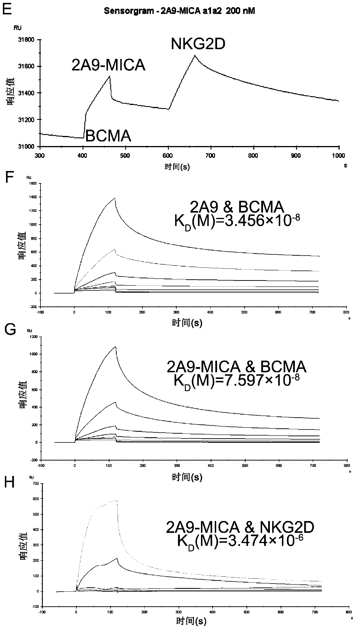 Preparation of bispecific antibody targeting human BCMA and activating NK cells and application of bispecific antibody