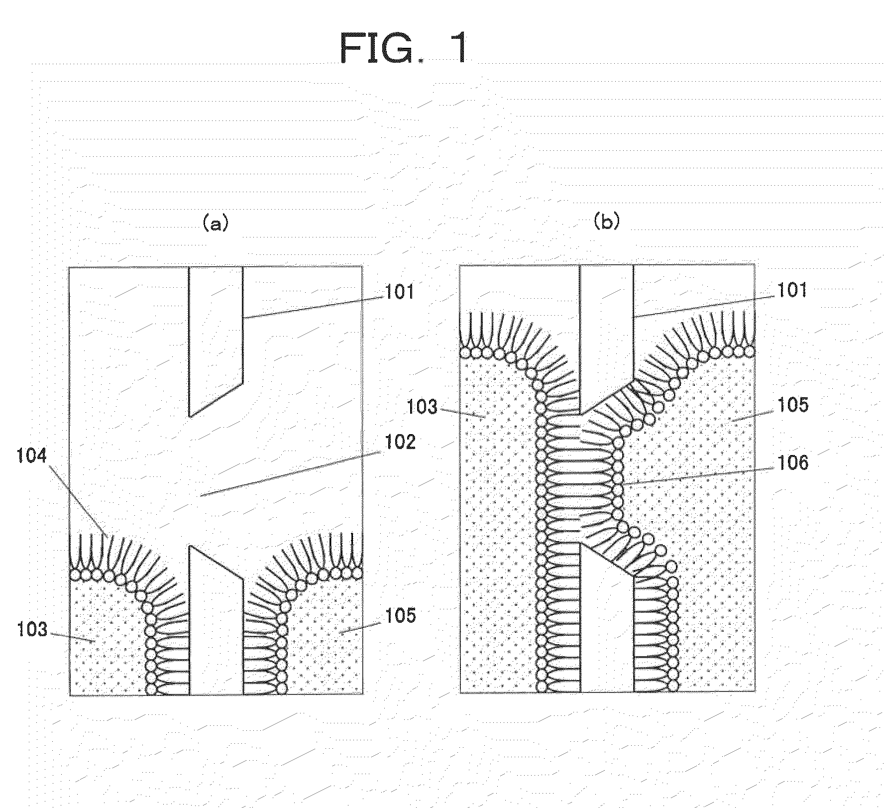 Method of forming bilayer membrane by contact between amphipathic monolayers and apparatus therefor