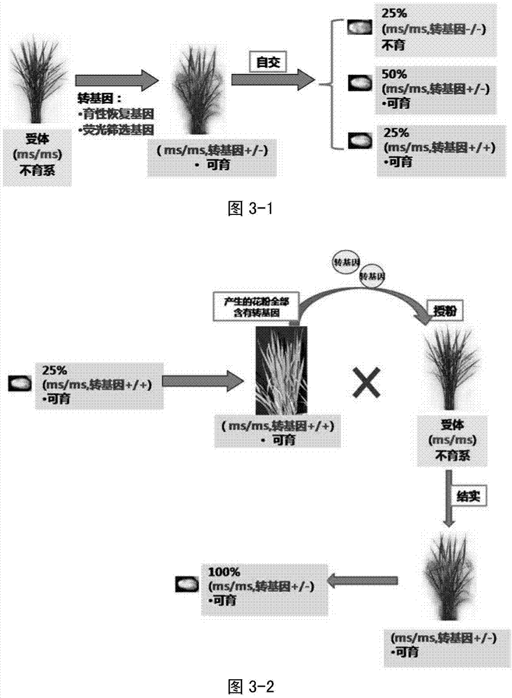 Novel plant fertility regulation structure and application thereof