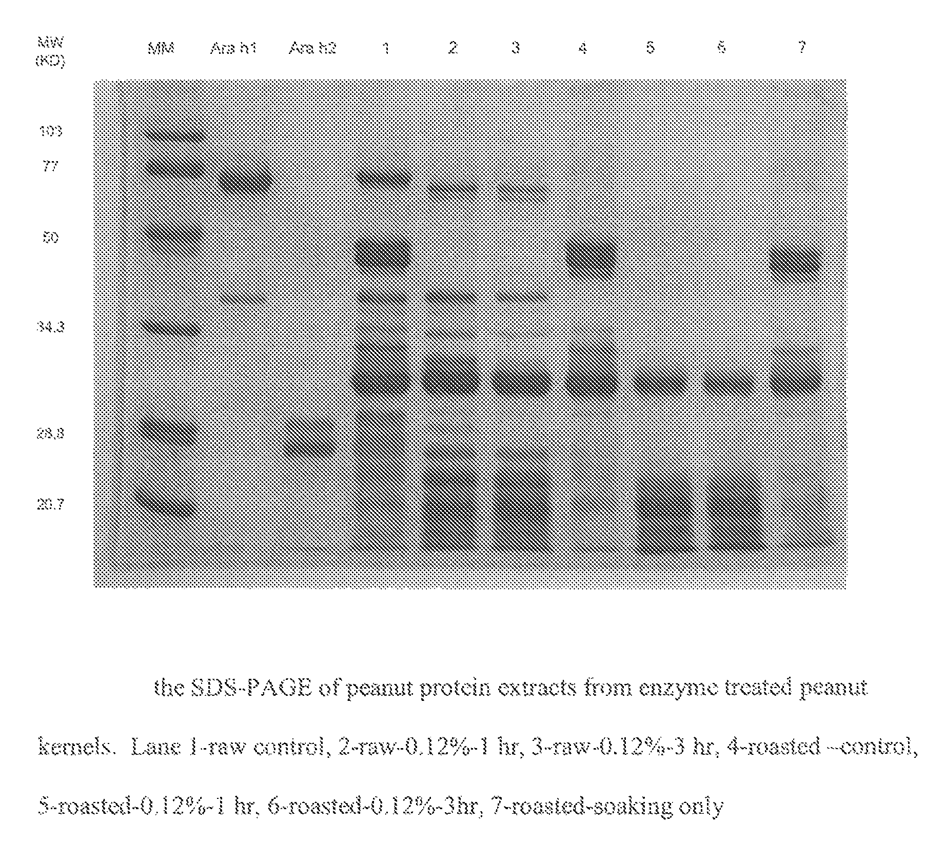 Process for preparing hypoallergenic and non-allergenic peanuts (Arachis hypogaea) utilizing an endopeptidase